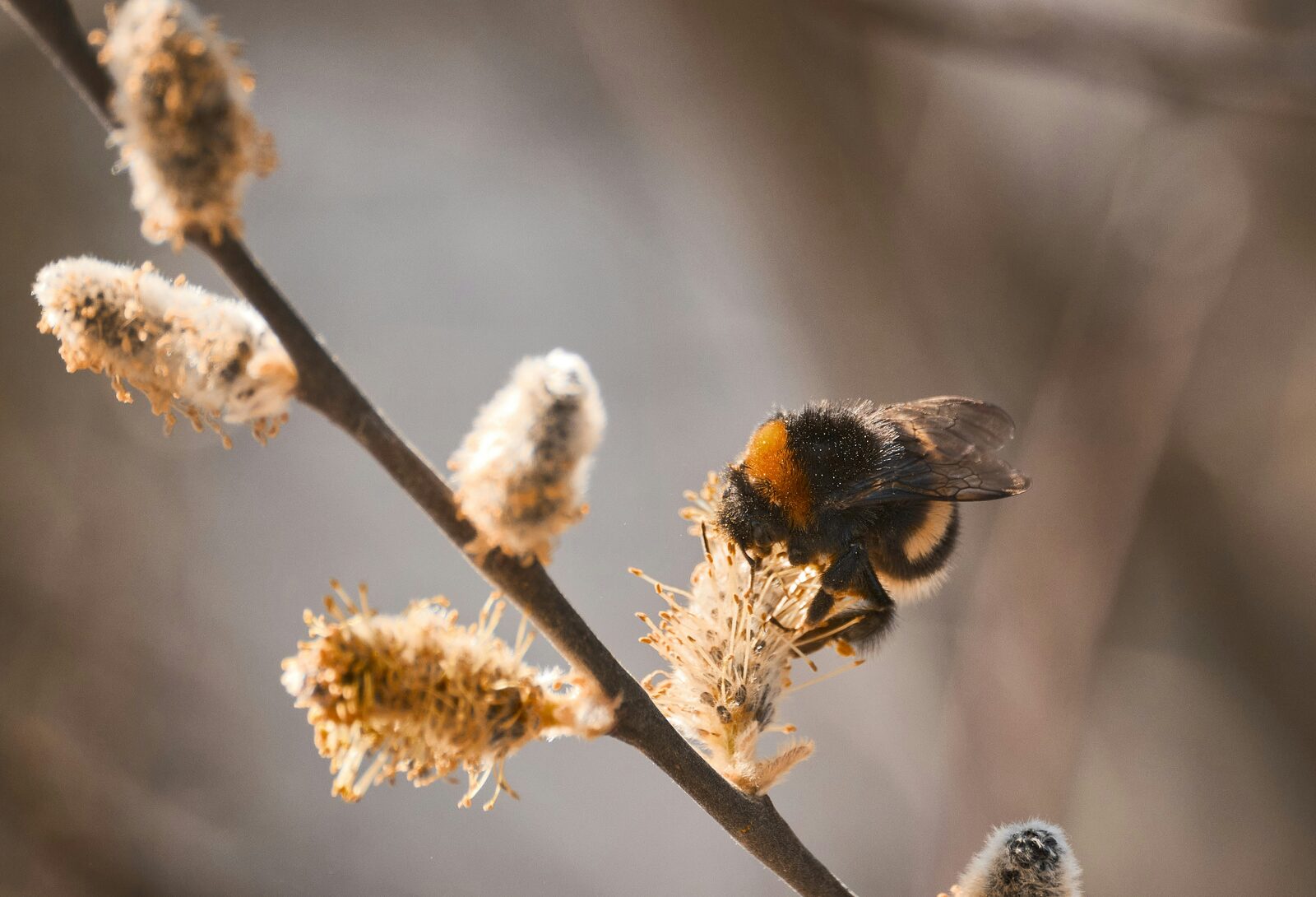 Polinización en flor — biodiversidad